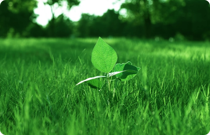 Environment